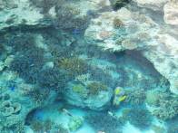 okinawa underwater fishies2