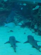 Sharks in Okinawa