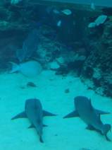 Sharks in Okinawa